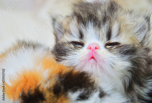 cute persian baby kitten photo