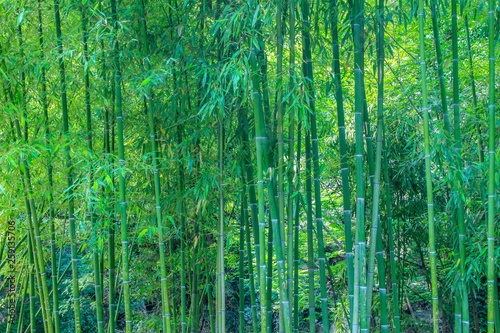 Bamboo grove. Natural background