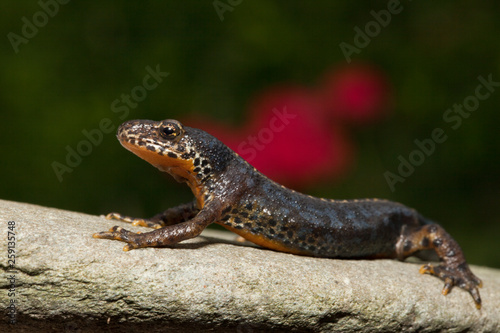 Freigestelltes Bergmolch Männchen in der Seitenansicht photo