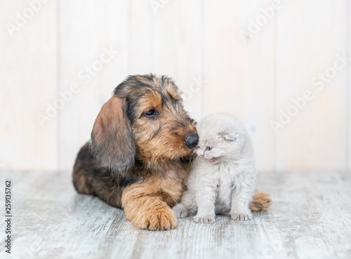Dachshund puppy embracing kitten on the floor