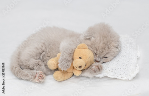 Baby kitten sleeping with toy bear on pillow