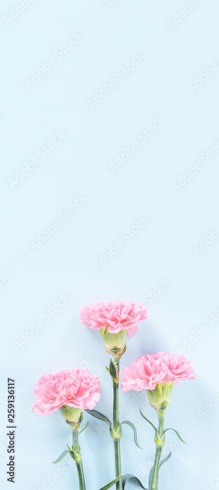 Beautiful fresh blooming baby pink color tender carnations isolated on bright blue background, mothers day thanks design concept,top view,flat lay,copy space,close up,mock up