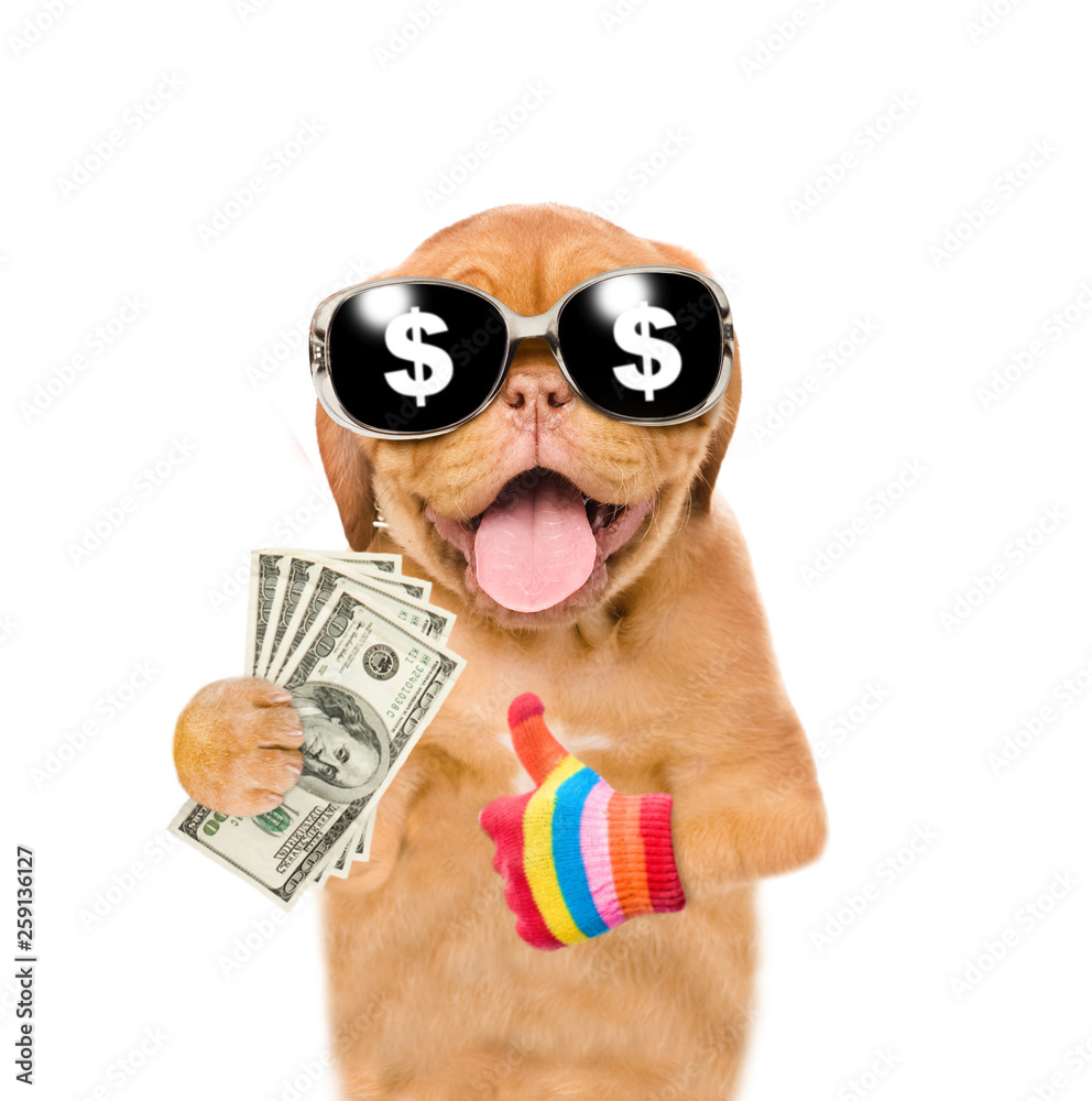 Puppy holding dollar and showing gesture thumbs up. isolated on white background