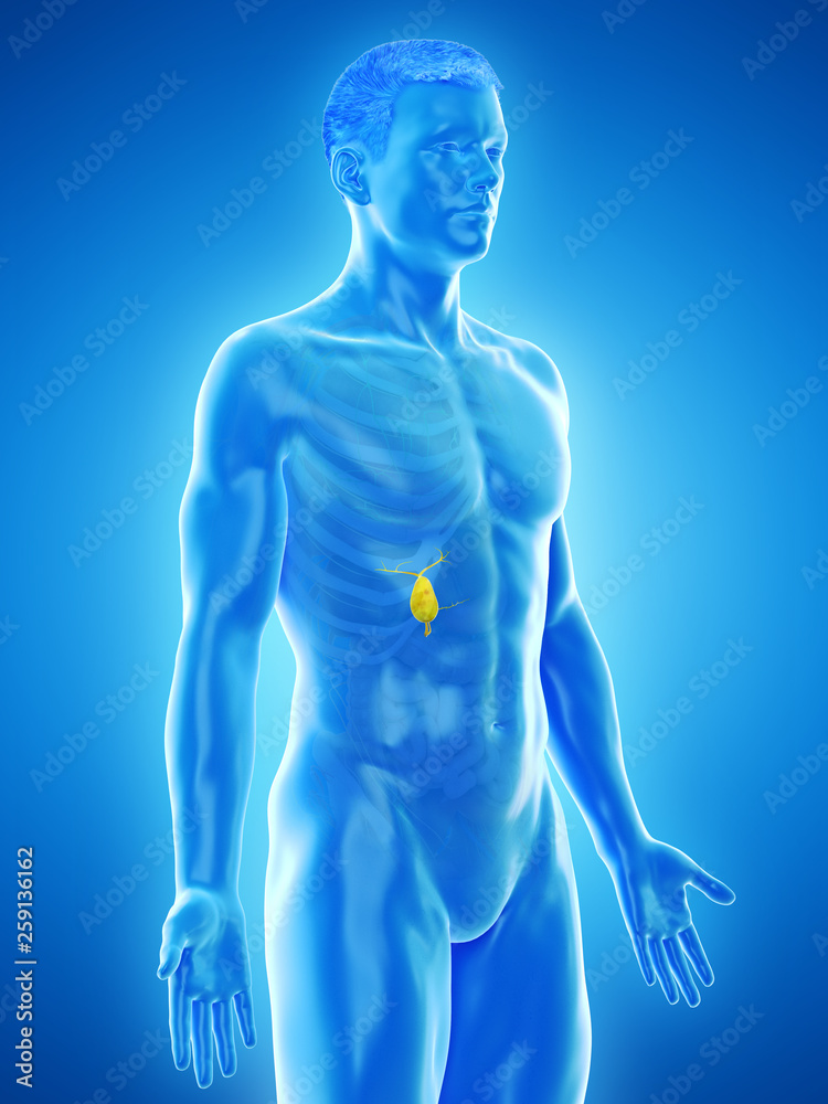 3d rendered medically accurate illustration of a mans gallbladder 3d rendered medically accurate illustration of a mans gallbladder