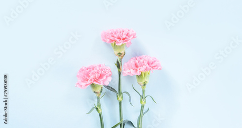 Fototapeta Naklejka Na Ścianę i Meble -  Beautiful fresh blooming baby pink color tender carnations isolated on bright blue background, mothers day thanks design concept,top view,flat lay,copy space,close up,mock up