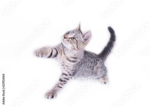 Cat Playing and looking up on white background