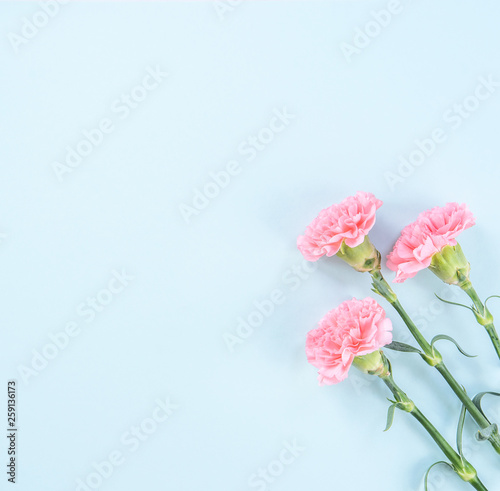 Beautiful fresh blooming baby pink color tender carnations isolated on bright blue background, mothers day thanks design concept,top view,flat lay,copy space,close up,mock up