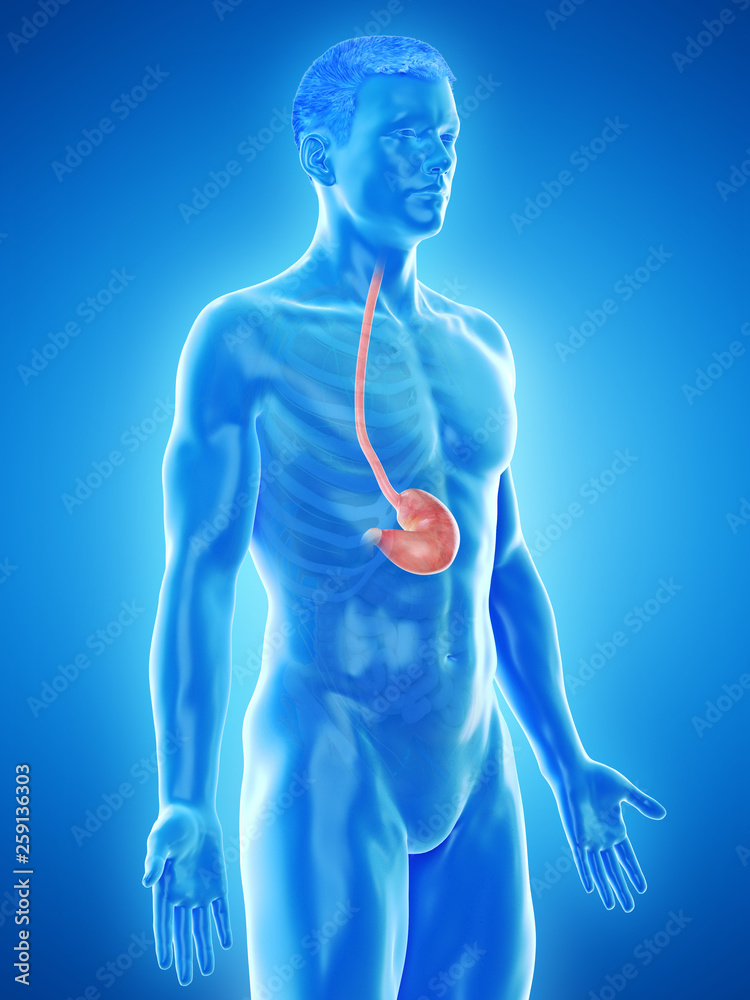 3d rendered medically accurate illustration of a mans stomach 3d rendered medically accurate illustration of a mans stomach