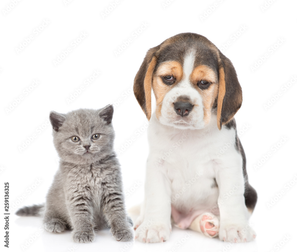 Beagle puppy and gray kitten sitting together. isolated on white background Beagle puppy and gray kitten sitting together. isolated on white background