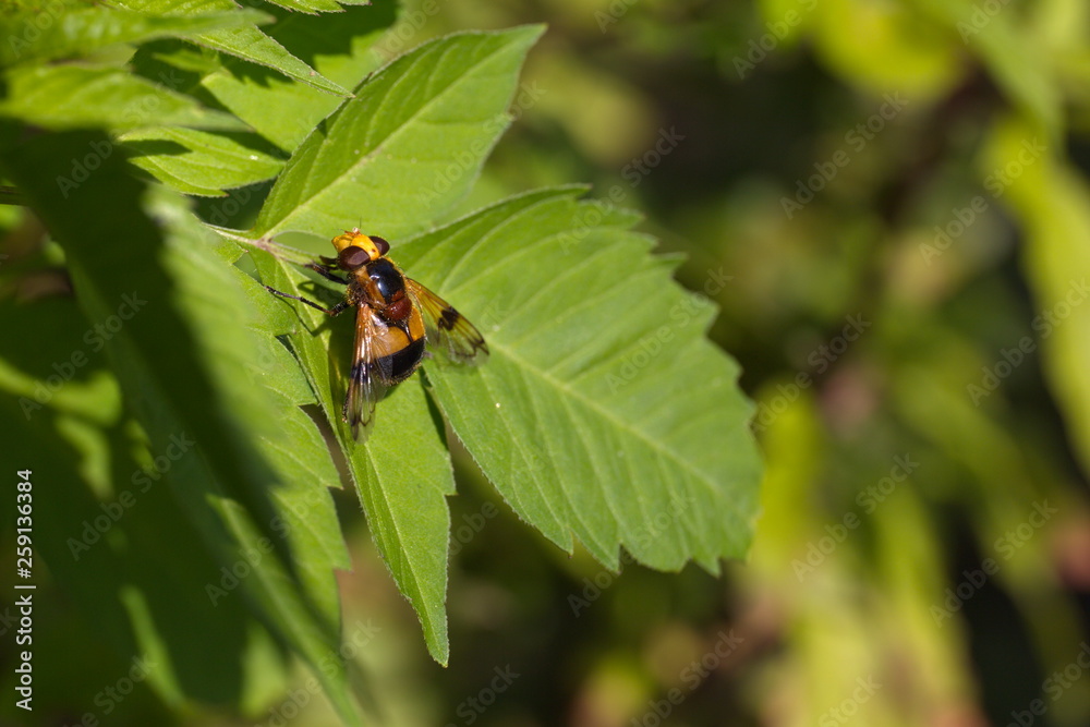 gemeine Waldschwebfliege - Schwebfliege gemeine Waldschwebfliege - Schwebfliege