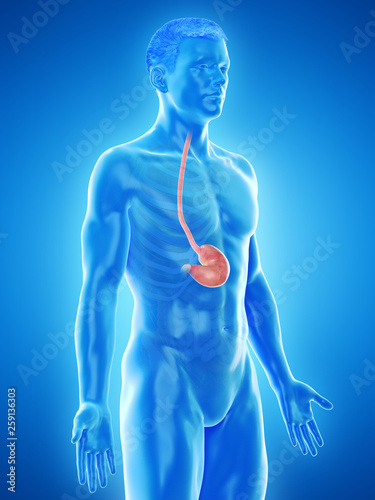 3d rendered medically accurate illustration of a mans stomach