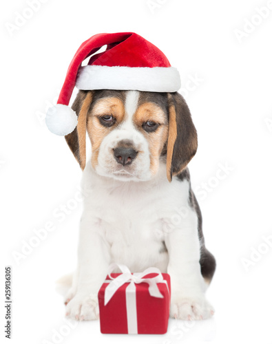 Beagle puppy in red christmas hat with gift box. isolated on white background © Ermolaev Alexandr