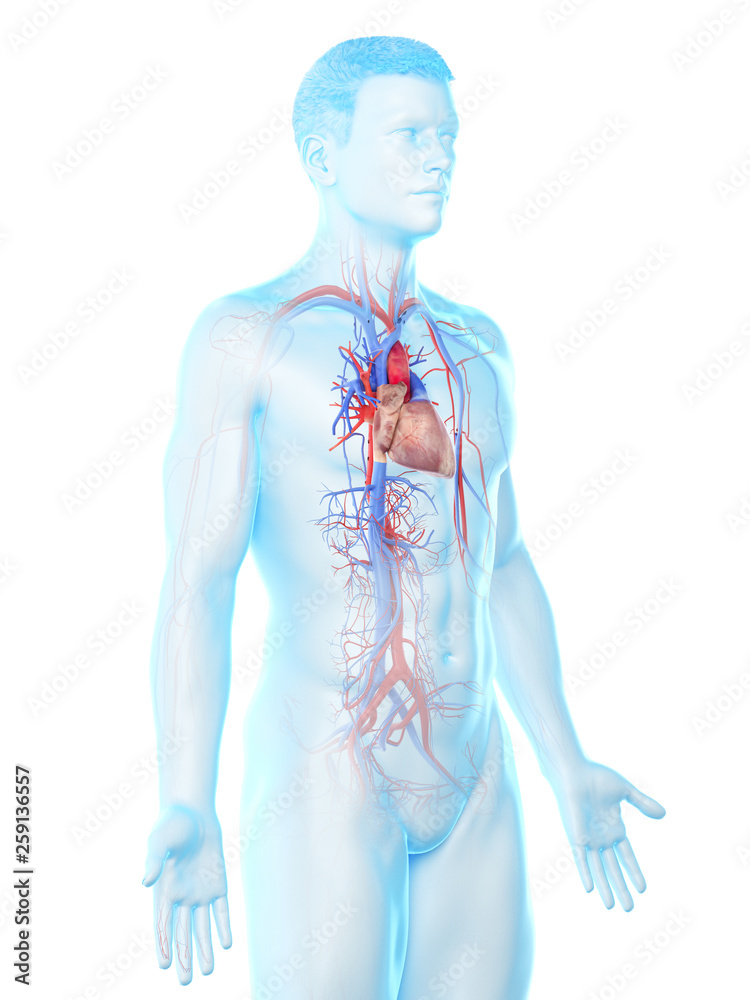3d rendered medically accurate illustration of a mans vascular system 3d rendered medically accurate illustration of a mans vascular system
