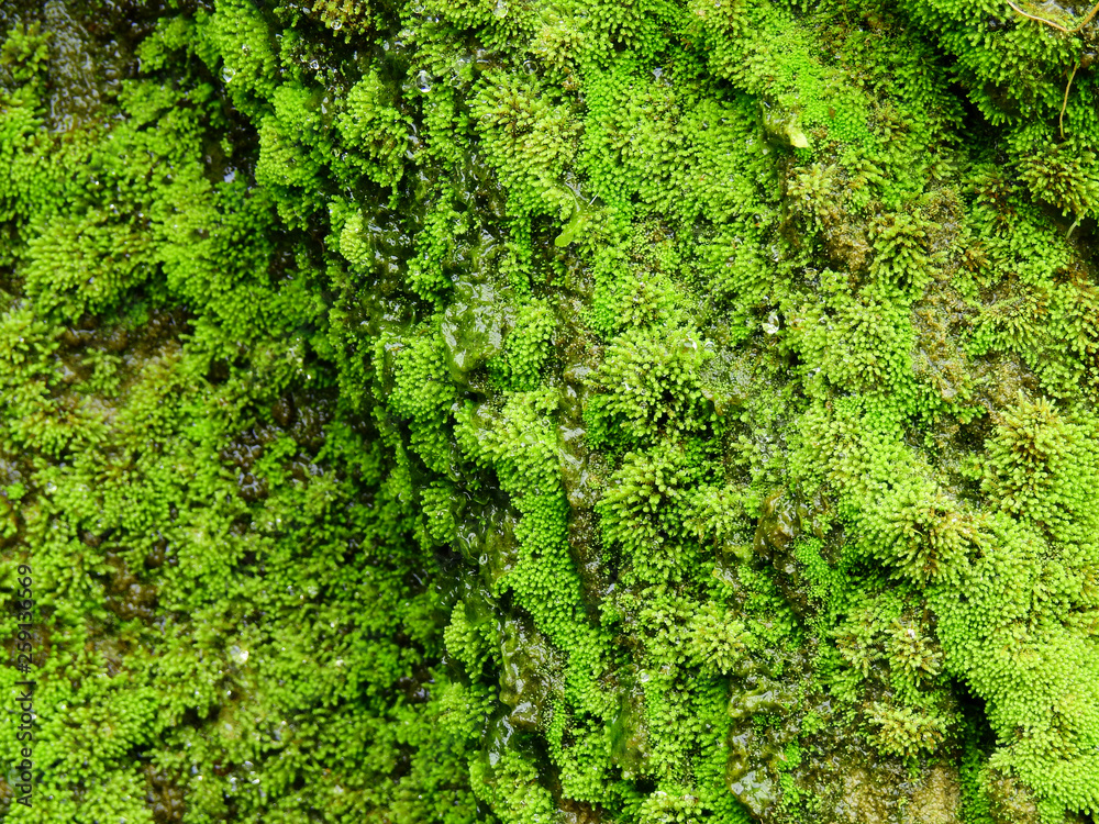 moss on stone in waterfall closeup