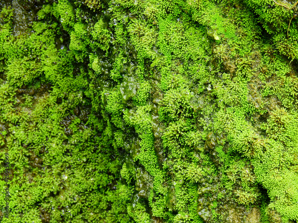 moss on stone in waterfall closeup moss on stone in waterfall closeup