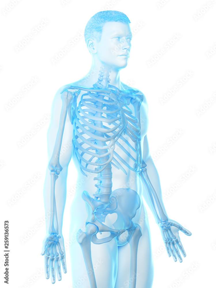 3d rendered medically accurate illustration of a mans skeleton 3d rendered medically accurate illustration of a mans skeleton