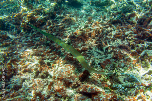 Pipefish  needlefish  floats among corals on the colorful coral reef near tropical Mauritius island