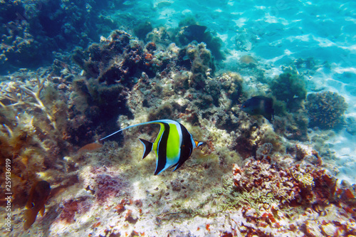 Moorish idol (Zanclus cornutus) on the colorful coral reef near tropical Mauritius island