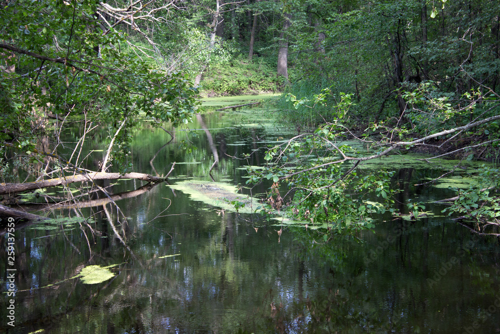Beautiful, gorgeous, calm river flows in the forest. Beautiful, gorgeous, calm river flows in the forest.