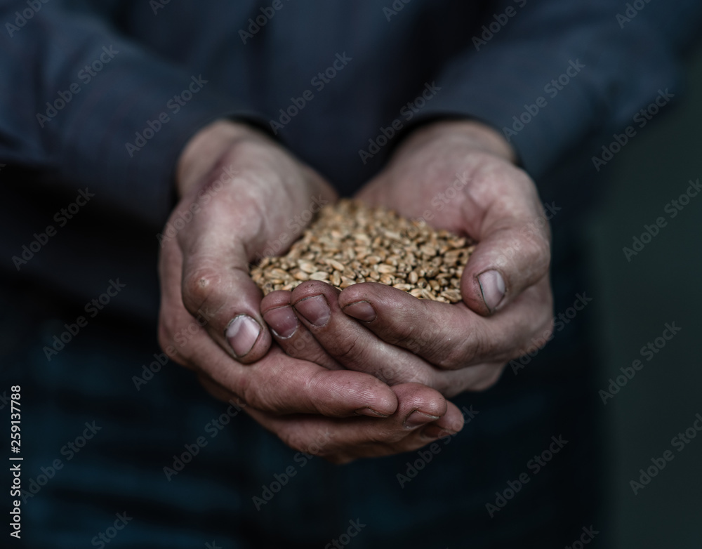 Dirty hands holding wheat handful