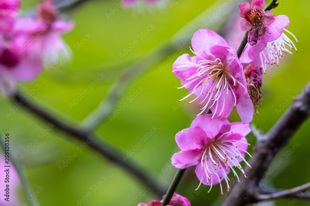 Obraz premium 紅梅の花