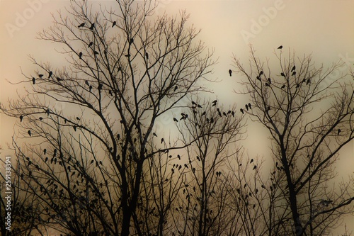 Set of dry trees full of little birds. 