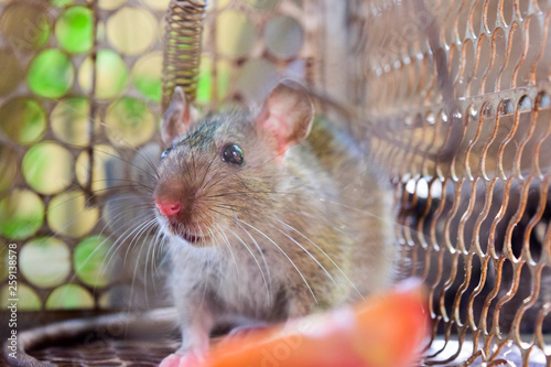 Rat in cage mousetrap   removal of rodents that cause dirt and may be carriers of disease, Mice try to find freedom