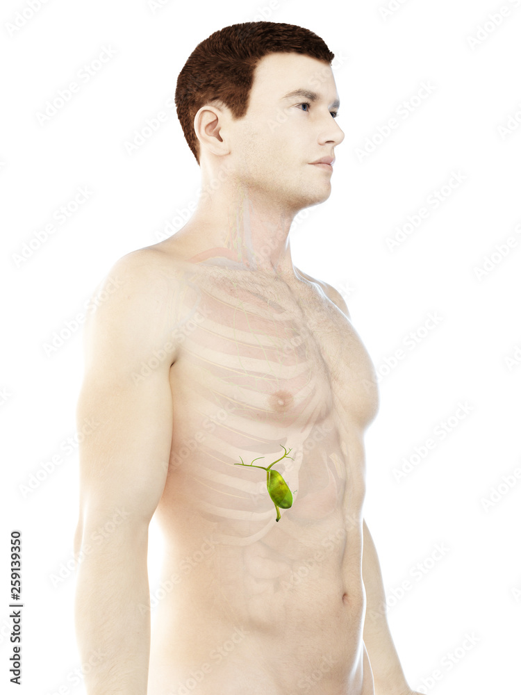 Naklejka premium 3d rendered medically accurate illustration of a mans gallbladder