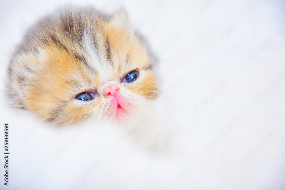 cute persian baby kitten