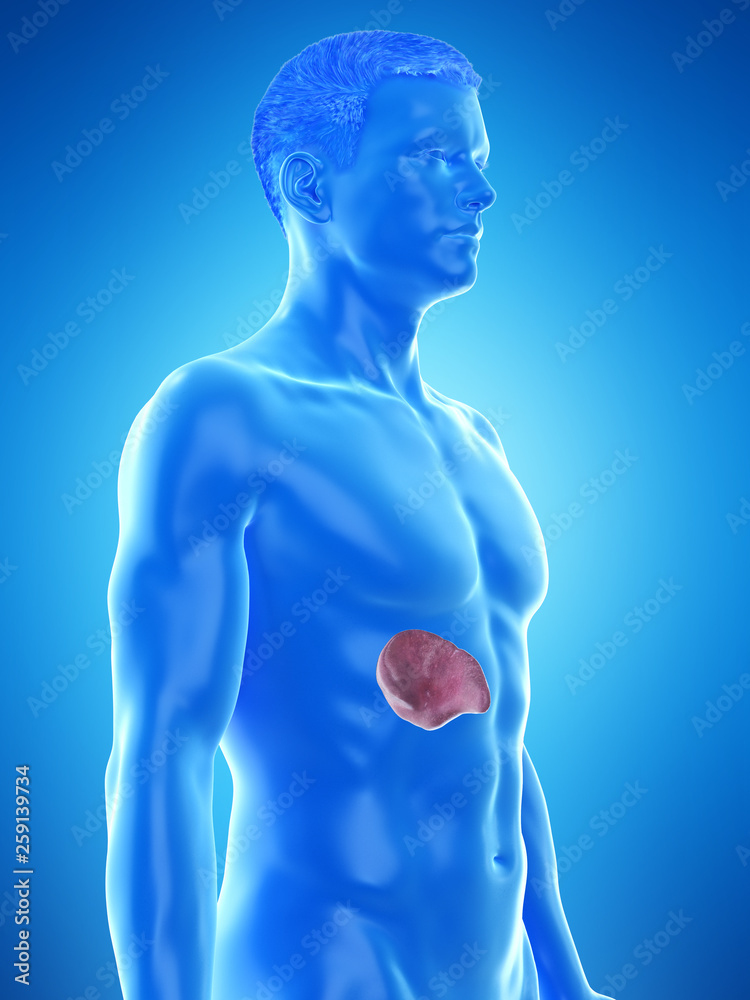 3d rendered medically accurate illustration of a mans spleen