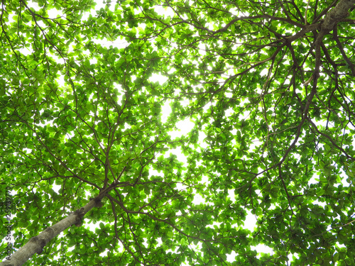 leaf tree with sunlight in forest
