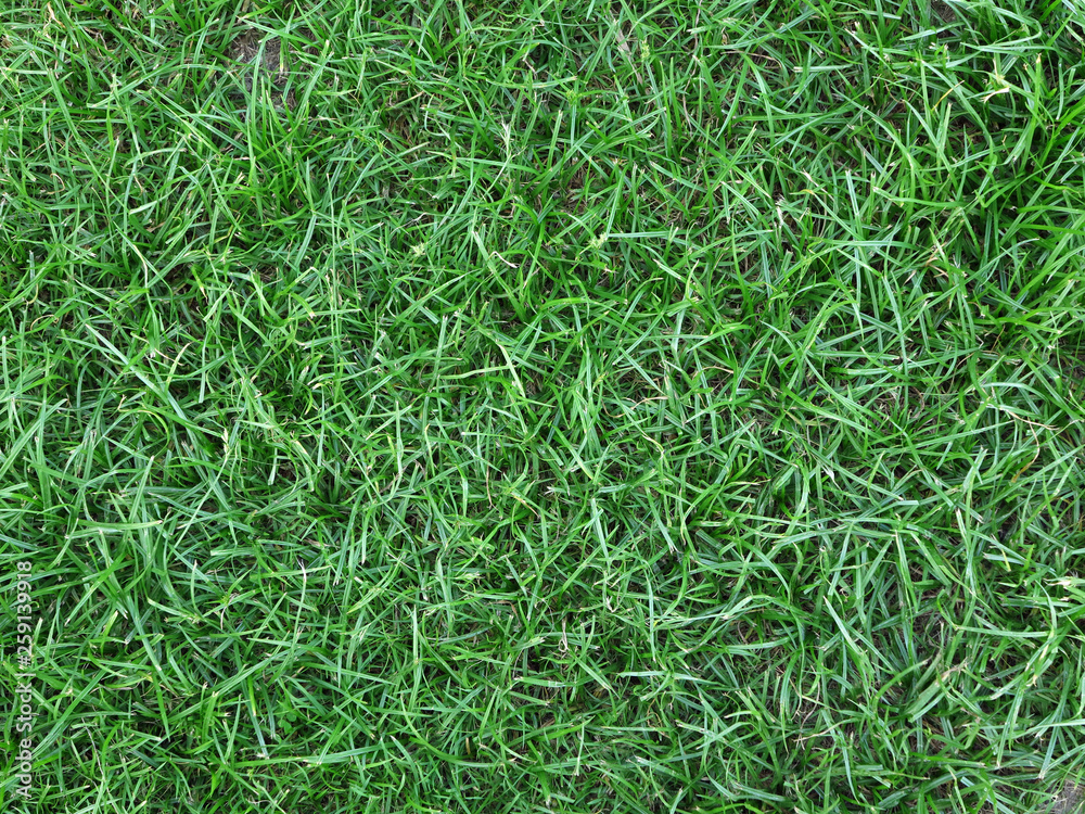 grass lawn texture grass lawn texture