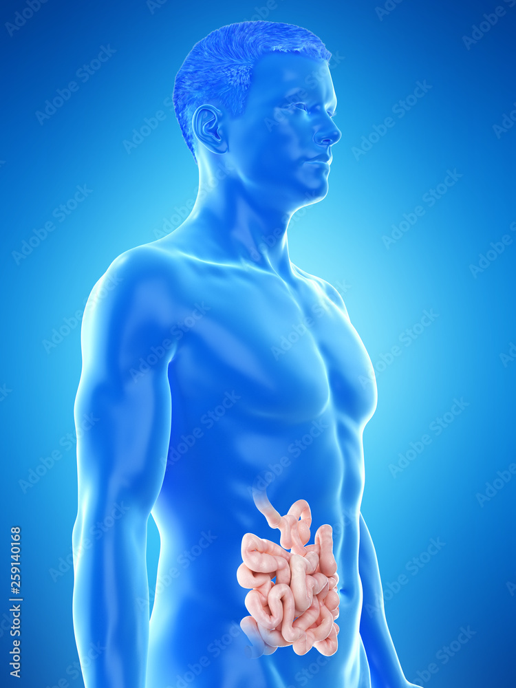 3d rendered medically accurate illustration of a mans small intestine 3d rendered medically accurate illustration of a mans small intestine