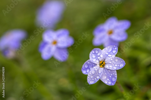 ハナニラの花