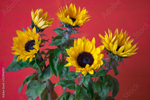 bouquet of sunflowers © Mariia