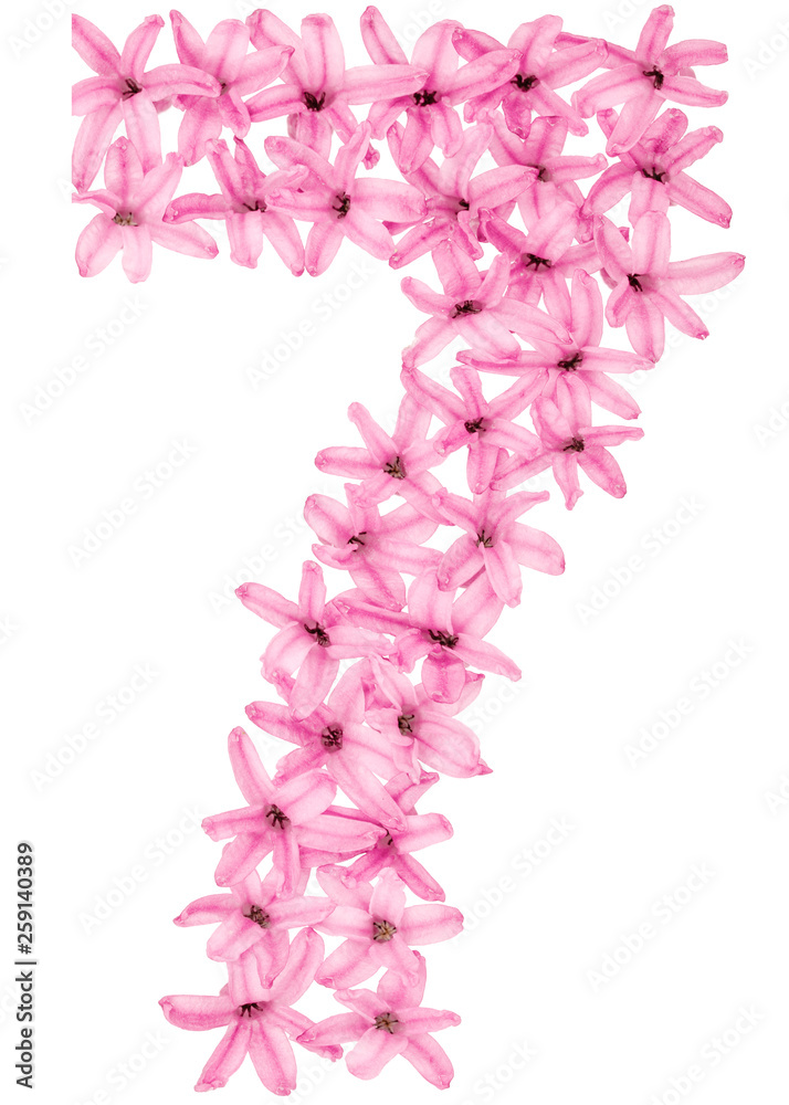 Numeral 7, seven, from natural flowers of hyacinth, isolated on white background