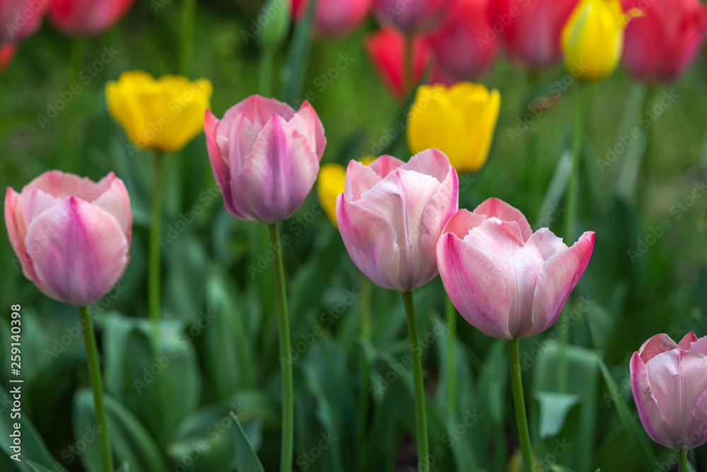 チューリップの花