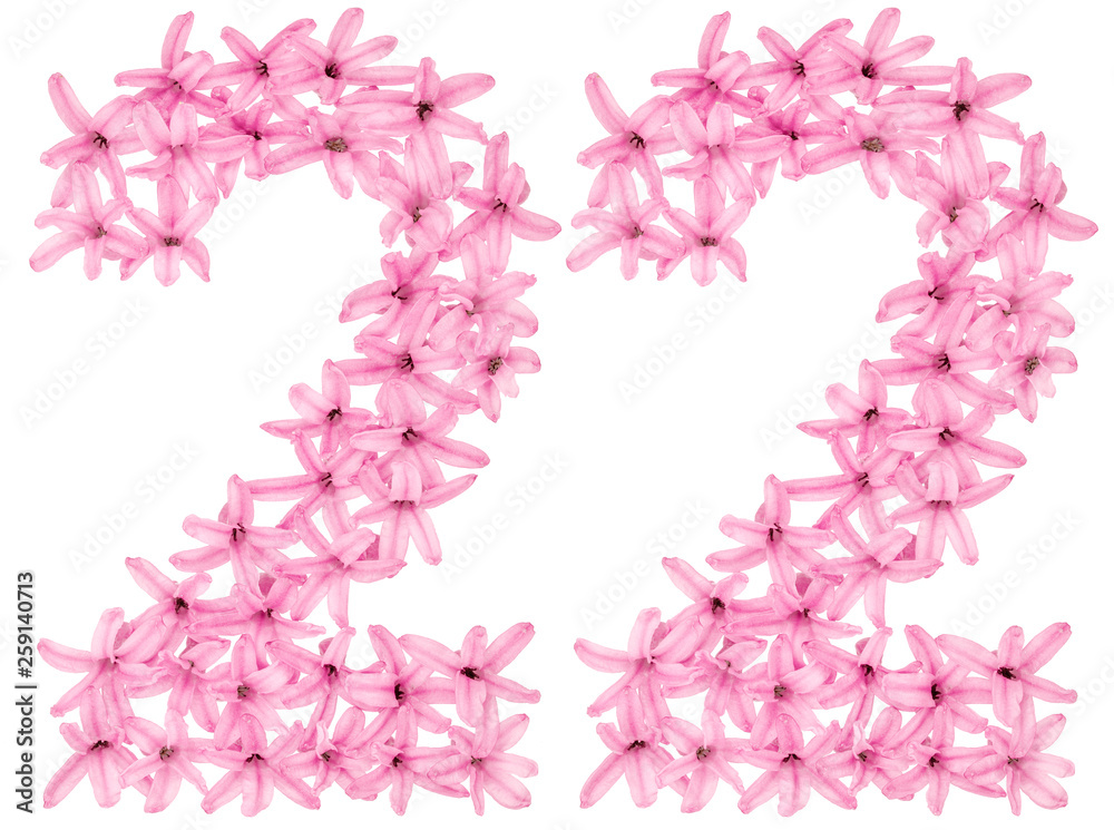 Numeral 22, twenty two, from natural flowers of hyacinth, isolated on white background