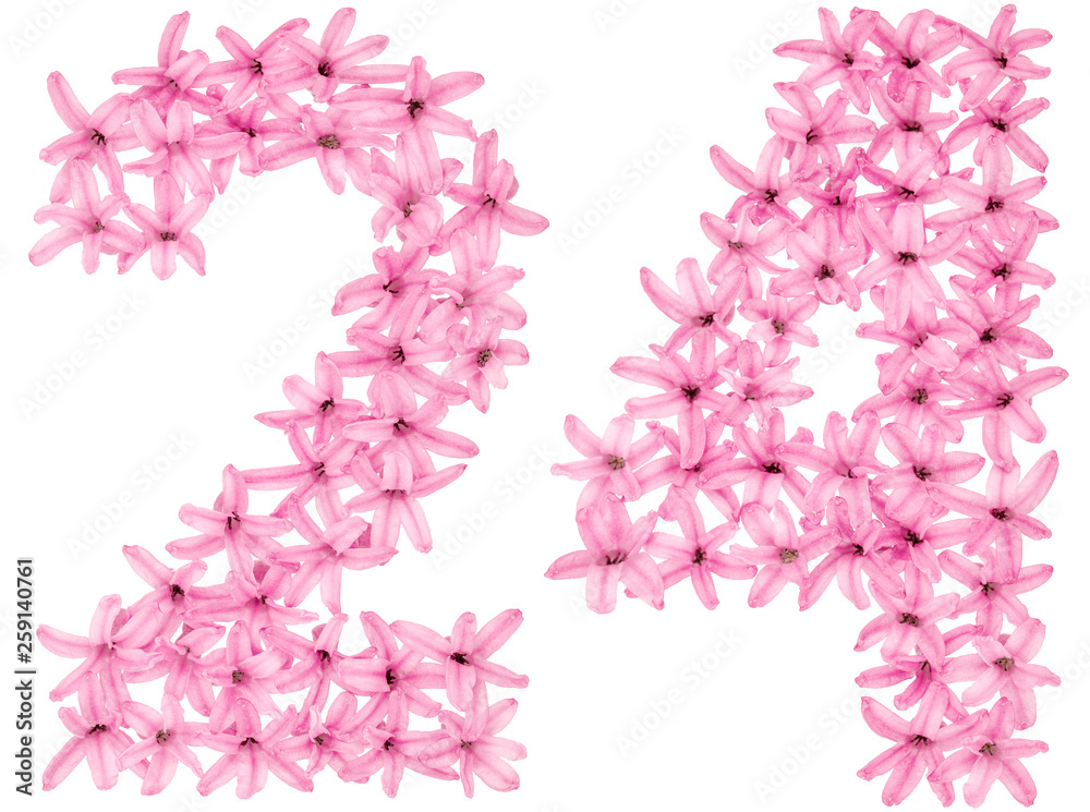 Fototapeta premium Numeral 24, twenty four, from natural flowers of hyacinth, isolated on white background