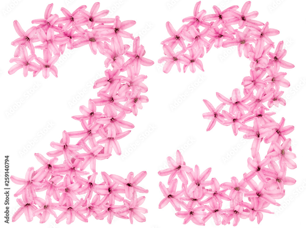 Numeral 23, twenty three, from natural flowers of hyacinth, isolated on white background