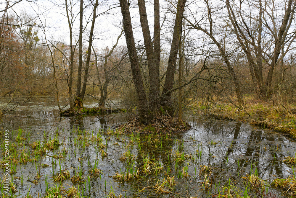 bog in forest bog in forest
