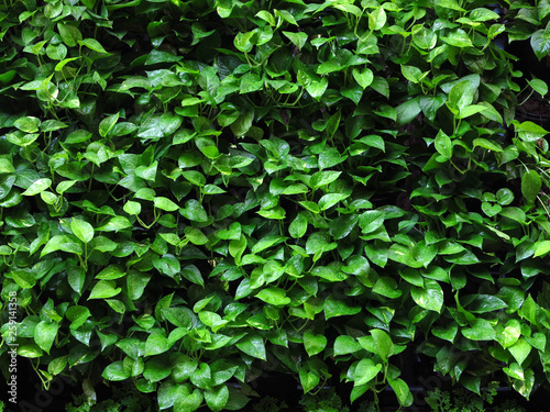 green plant wall in garden