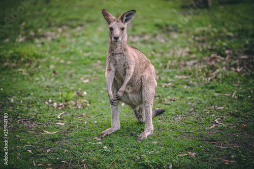 young kangaroo