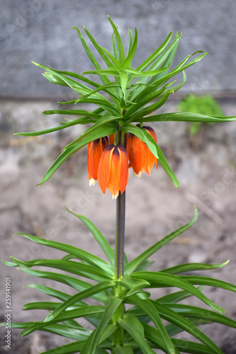 Red Crown Imperial‎, Amazing orange flower bell. Crown Imperial (Fritillaria imperialis) in garden. Imperial Crowns flowers on gray wall background. Flowers and nature concept, selective focus.