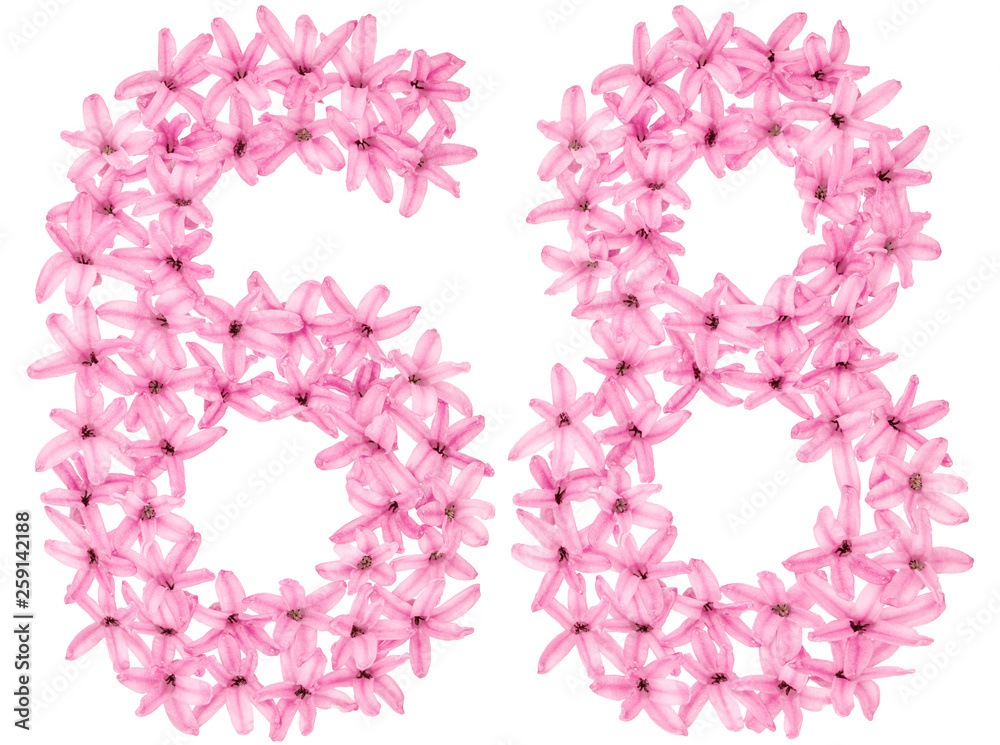Numeral 68, sixty eight, from natural flowers of hyacinth, isolated on white background