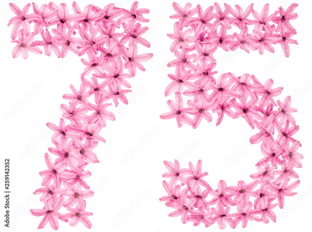 Numeral 75, seventy five, from natural flowers of hyacinth, isolated on white background