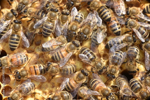 Bienen pflegen Drohnenbrut