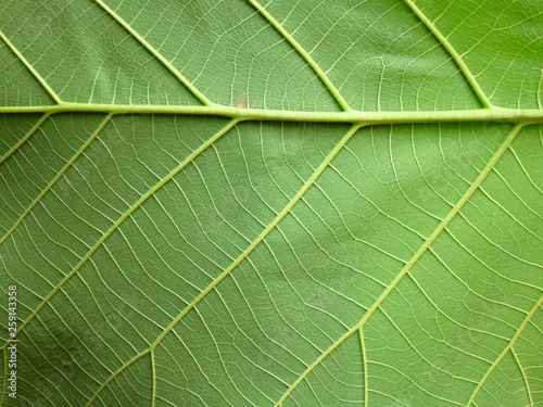 green teak leaf texture