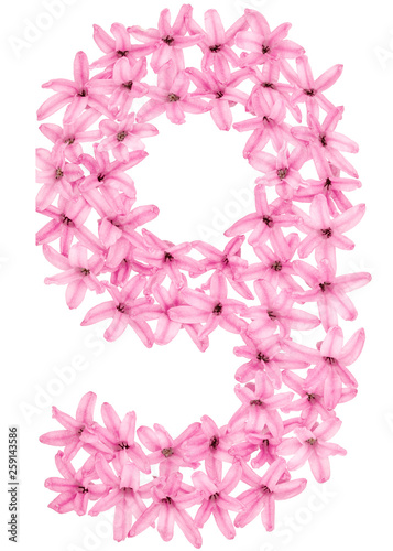 Numeral 9, nine, from natural flowers of hyacinth, isolated on white background