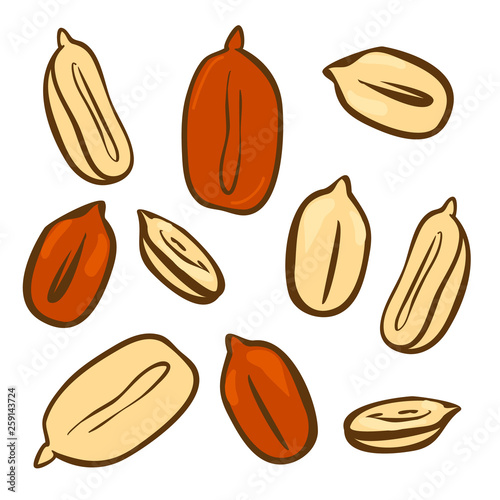 Peanut butter doodle vector icon. Cartoon illustration of peanut icon for web design. Nuts hand drawn emblems and labels isoleted on white backgraund